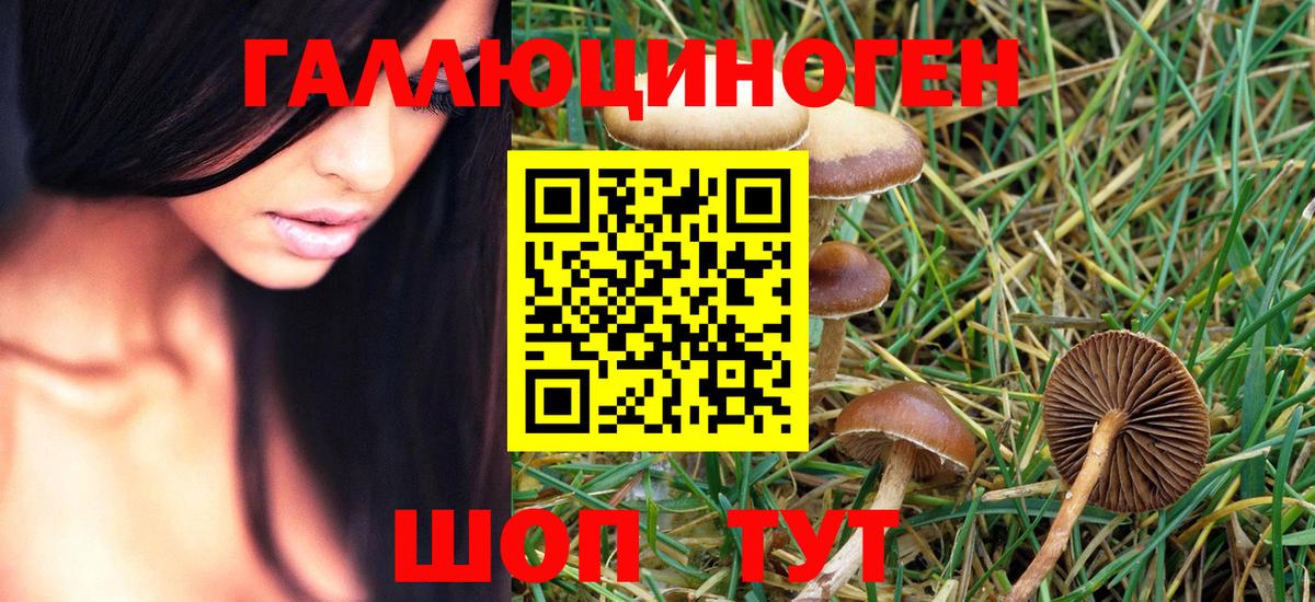 Псилоцибиновые грибы Psilocybine cubensis Можга